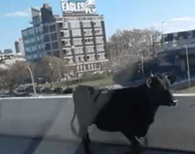 Bull escapes Philly slaughterhouse, runs down highway before being shot