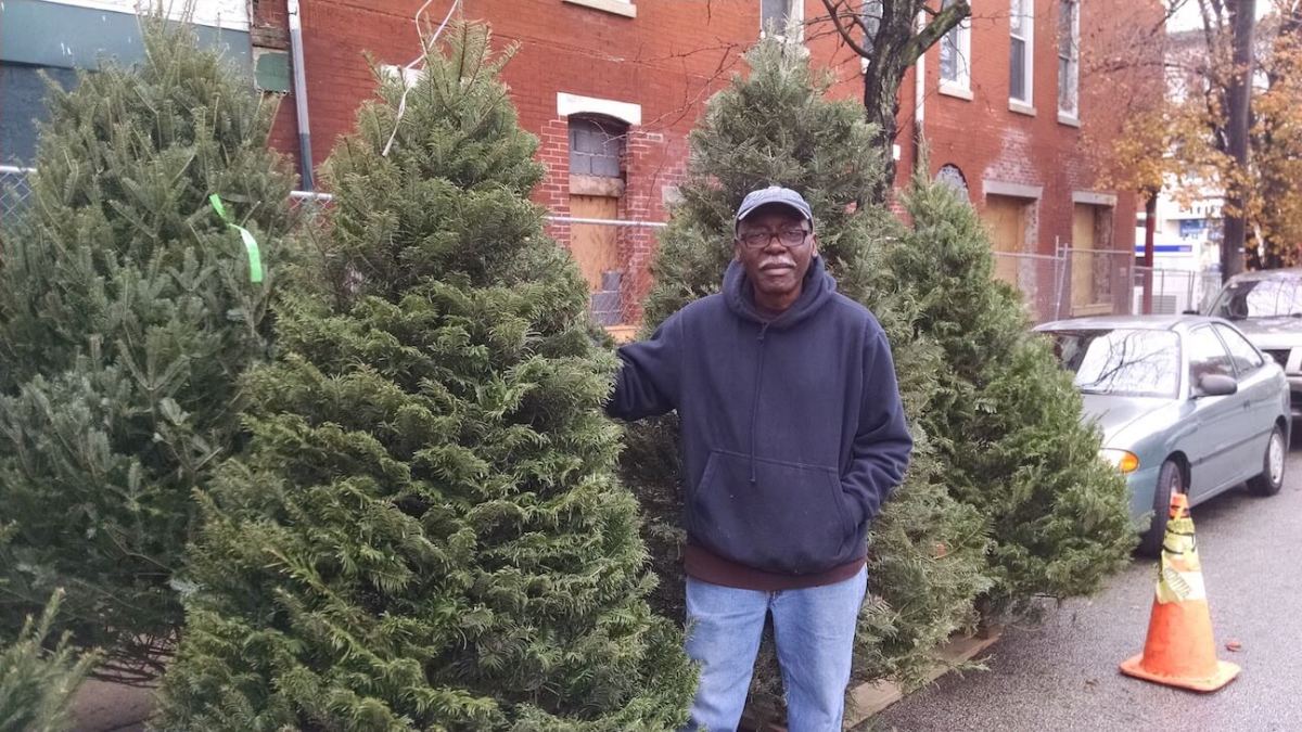 Real or Fake? Christmas tree debate heats up