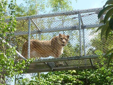 Zenda, oldest African lion in the U.S., dies in Philadelphia Zoo
