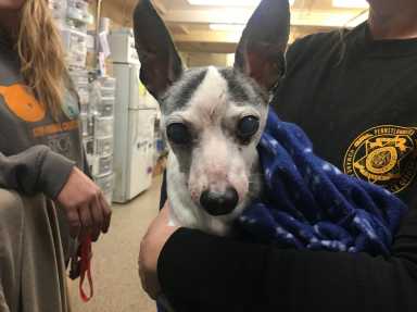 PSPCA removes dozens of animals from breeder’s ‘filthy’ home