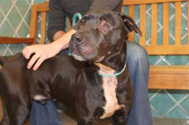 Canines rescued from North Philly dogfight