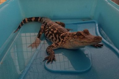 Baby alligator discovered after Tacony house fire