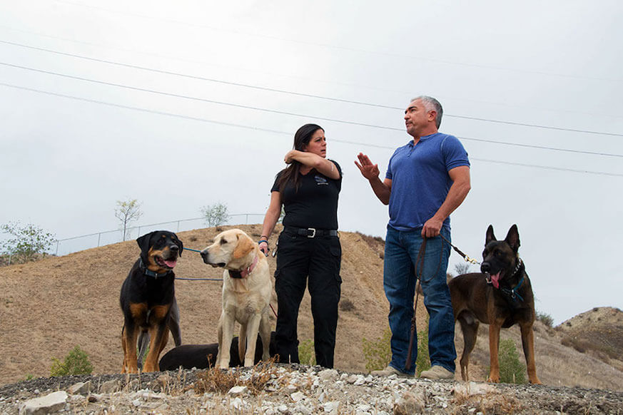 Throw Away Dogs K-9 trainer works with Cesar Milan on ‘Dog Nation’
