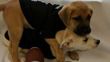 #Puppydraft alert: Puppers will visit Philly offices this week