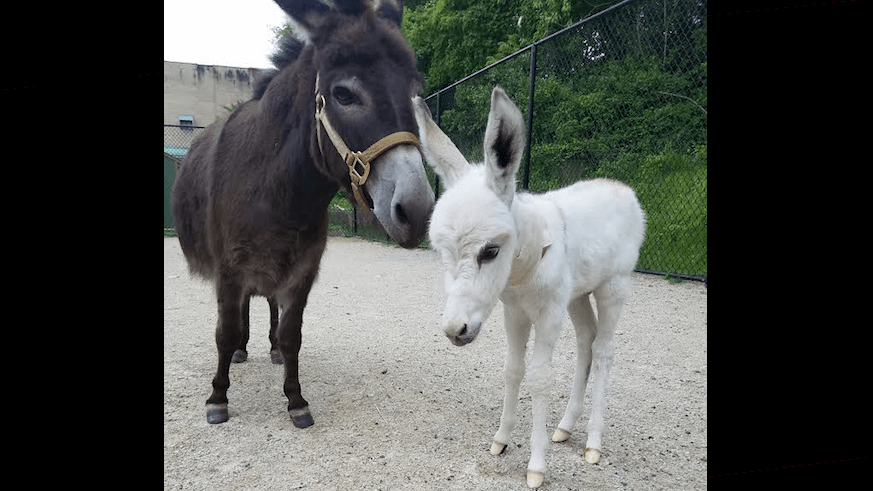 Help name this baby donkey!