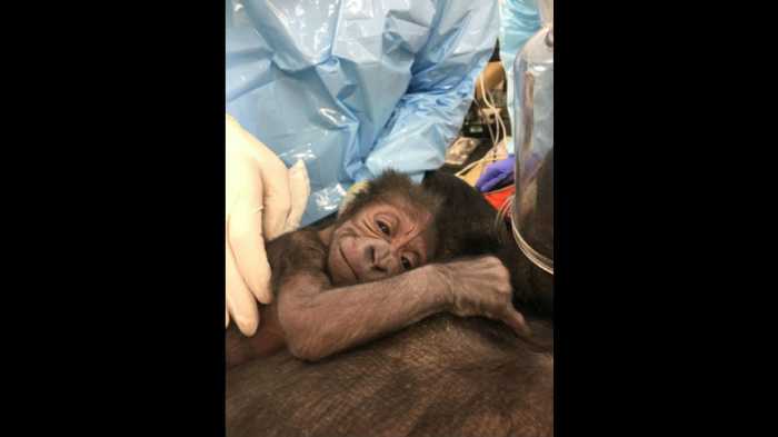 baby gorilla Philadelphia Zoo 6