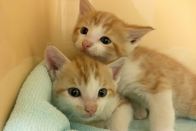 South Jersey shelter offers discounts on kittens all summer
