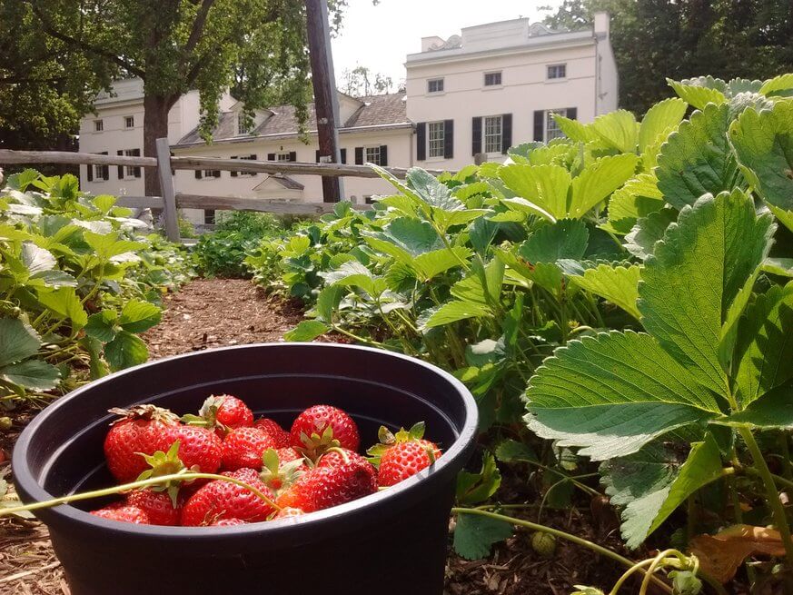 Fresh picked strawberries look and taste better than the berries you find in the grocery store. | Philadelphia Orchard Project