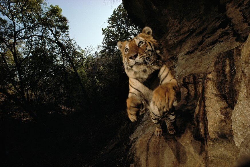 A photo taken of a lion about to charge in India. | Michael Nichols