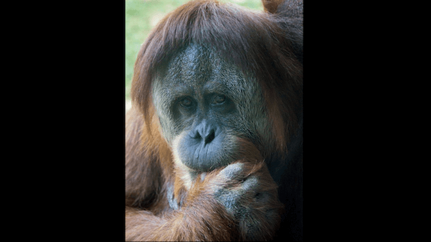 Newborn orangutan dies at Philadelphia Zoo