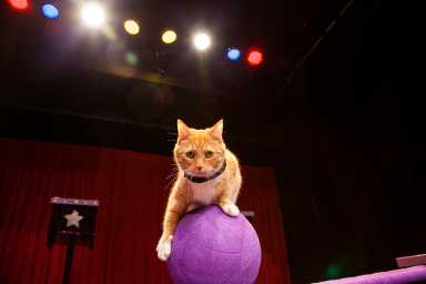 The Amazing Acro-Cats are coming to Philadelphia