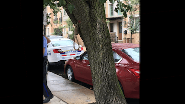 Noose found hanging in Philly tree