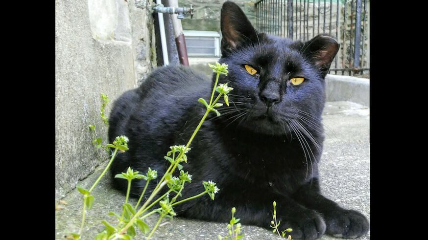 Friends, not furballs: ‘Kolony Kats’ protects urban stray cat colonies