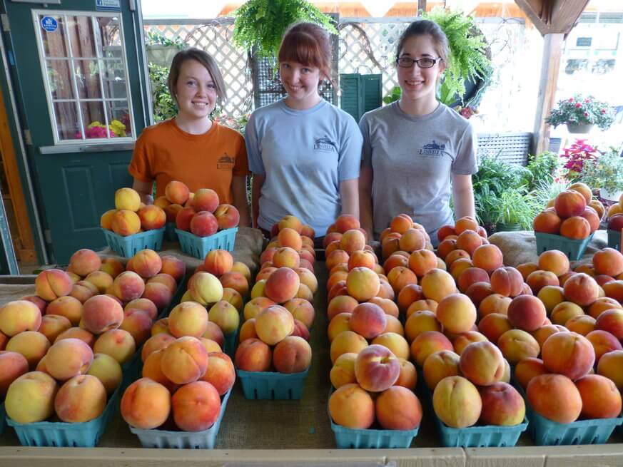 Get ready for the 2017 Peach Festival at Linvilla Orchards. | Provided
