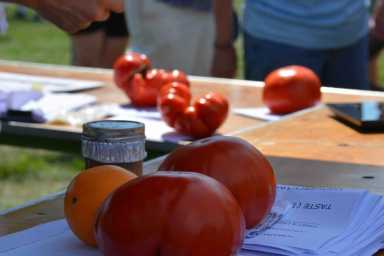John DeBella Tomato Fest 2017. | Dan Fein