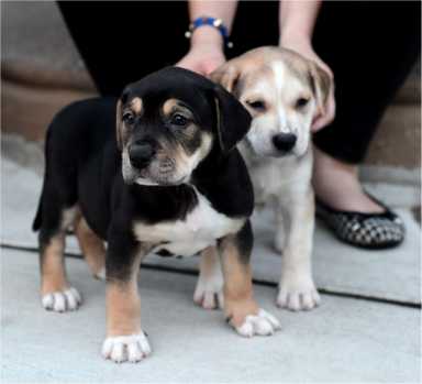 Aqimero hosts their second Yappy Hour with Hemlock Edge Rescue. | Provided