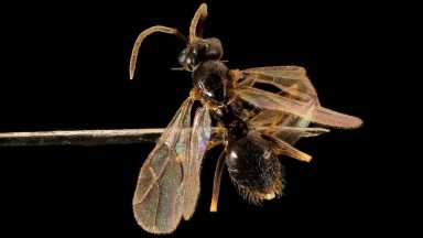 Got bugs, Philly? It’s nothing to fear, just mating season, experts say