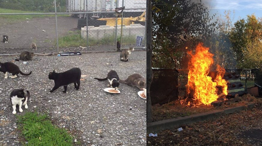 Feral cats under attack as arsonist allegedly targets Penn’s Landing strays