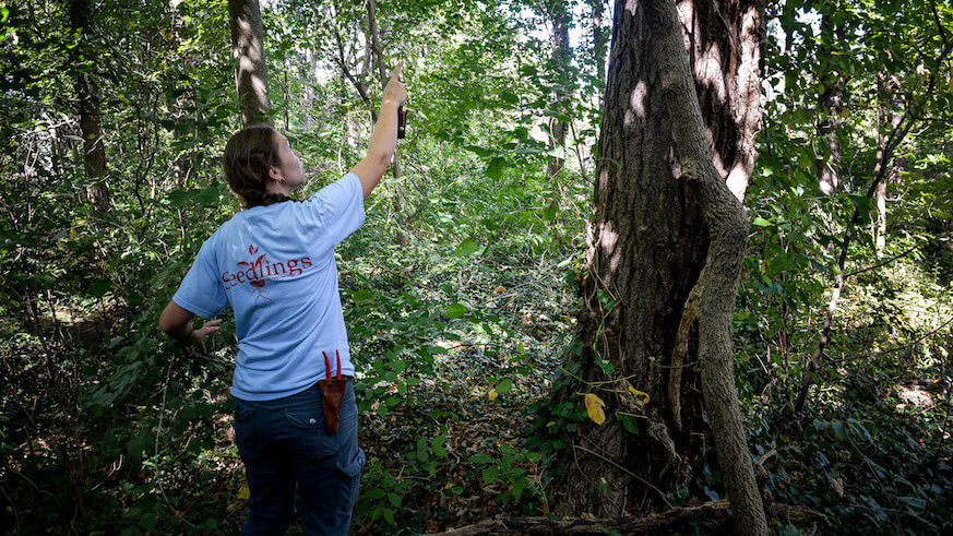 Silent struggle: Unstoppable invasive plants are reshaping Philly’s ecosystem