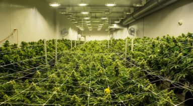 medical marijuana, pot, weed, cresco labs