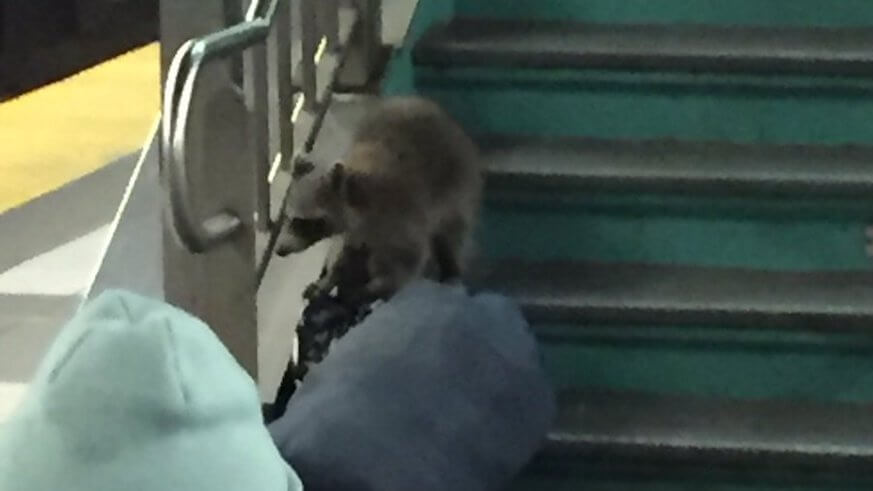 Scofflaw raccoon spotted in PATCO without paying fare