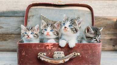 Black Friday Philly: animal agencies offer cheap adoptions
