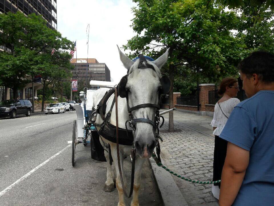 Happy trails: Philly carriage horses from decaying stables will be sent to