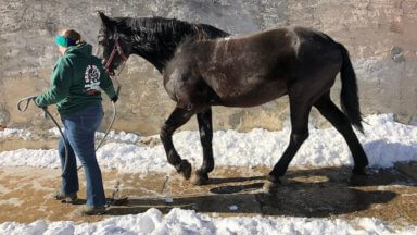 Horses released from shoddy Spring Garden stables reach sanctuary