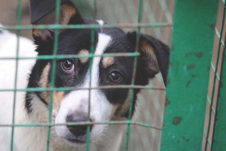 dog shelters