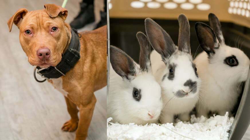 Pitbulls, bunnies rescued from abusive Chesco hell hole