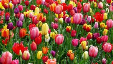 Stop and smell the flowers at the 2018 Philadelphia Flower Show. | Pexels