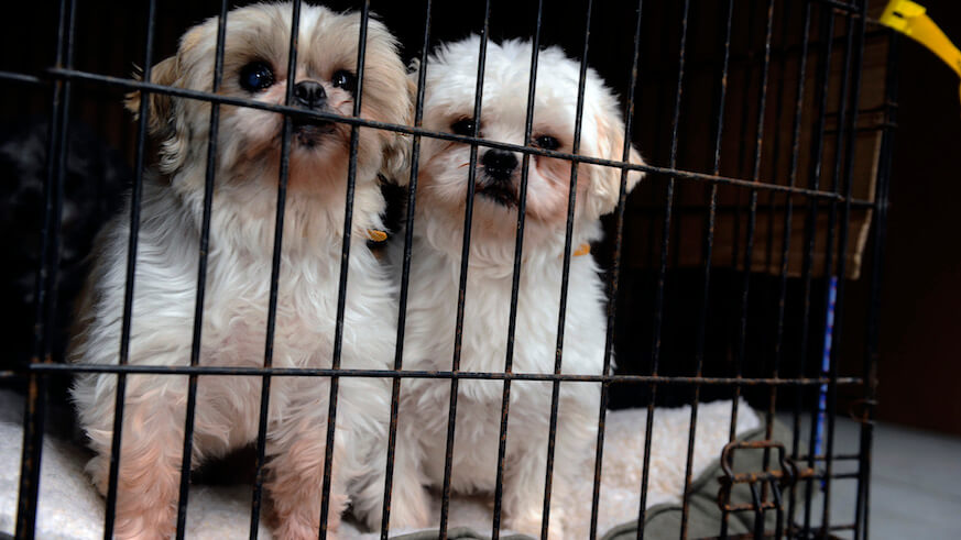 Chesco couple at problematic kennel hung two dogs: PSPCA