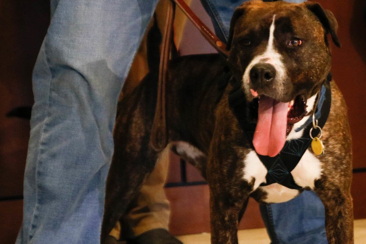 Pit bull turned into police dog by Philly’s Throw Away Dogs