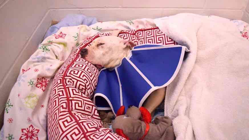 Pit bull recovering after being stabbed and dumped near SEPTA station