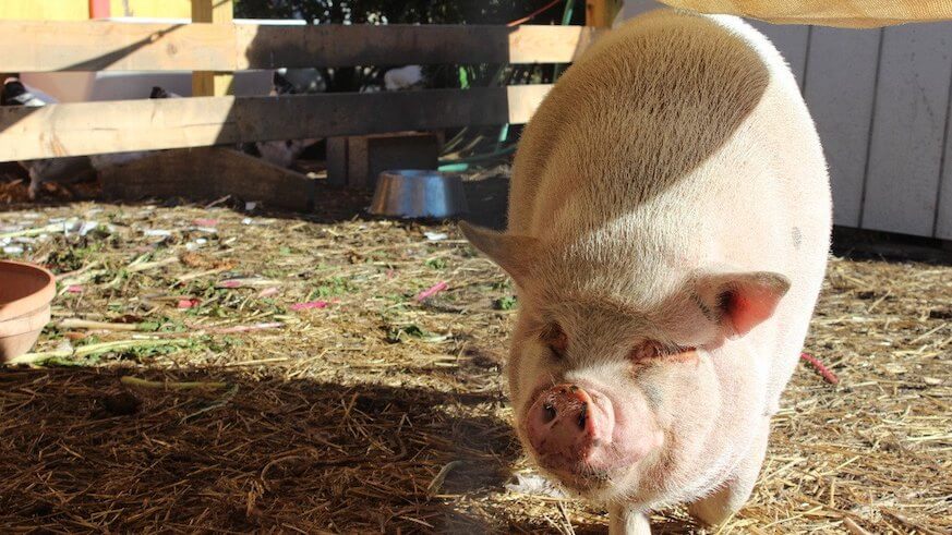 Greensgrow’s pig Milkshake recovering from sudden illness