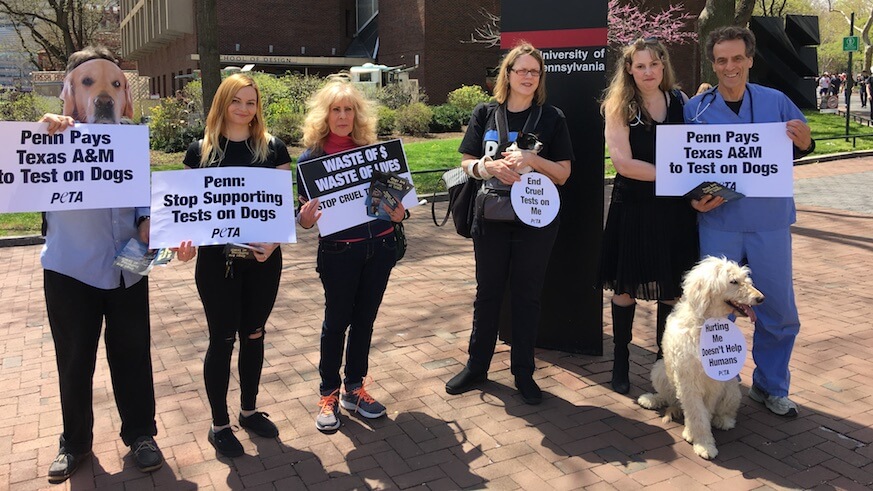 PETA protests breeding of dogs with dystrophy for research at UPenn