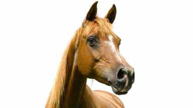 From the horse’s mouth: imagining a Philly police horse’s perspective