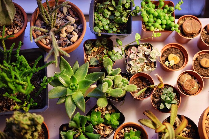 Ready to up your plant game? Join the Philly Plant Exchange. | Provided