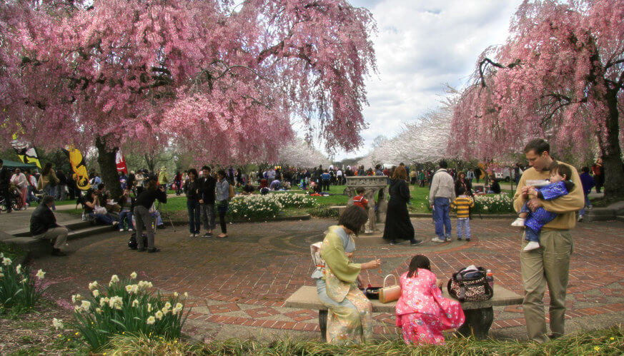 Here's everything you need to see and do at Sakura Sunday 2018. | JASGP