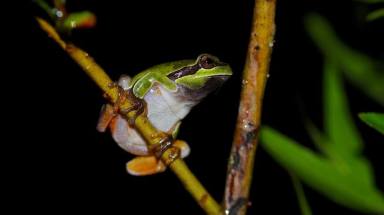 Saving the Pine Barrens tree frog at the Philly Environmental Film Fest