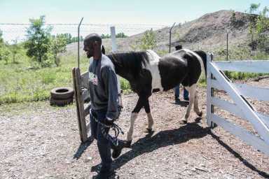 Southwest Philly urban cowboy finds new home with Bartram’s Garden