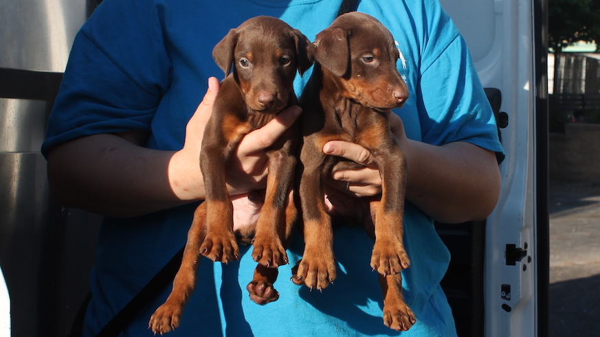 Doberman puppies removed from a Lancaster area breeder who was allegedly found to have illegally 'debarked' several dogs. (PSPCA)