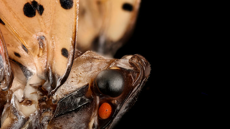 Why the spotted lanternfly could be big trouble for Philly