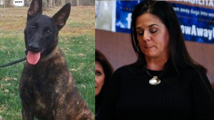 Stray ‘Throw Away Dog’ trained for K-9 work dies after donation