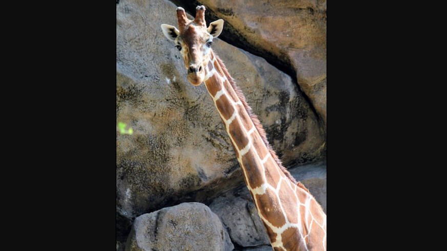 PECO’s plant clippings make tasty snack for Zoo animals
