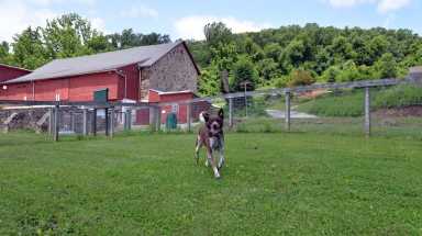 Main Line Animal Rescue aims to become PSPCA affiliate