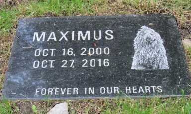 Maximus, a beloved Spanish Water Dog, was the first pet to be buried at The Laurels at West Laurel Hill. | Provided