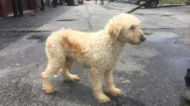 Breeders who hung sick dogs plead guilty, PSPCA says