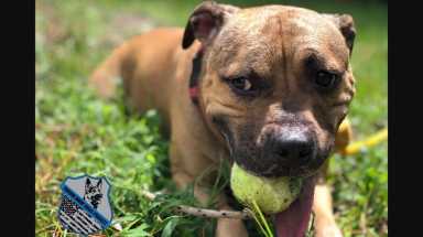 Meet Dallas, the pit bull saved from a Canadian dogfighting ring to get K-9