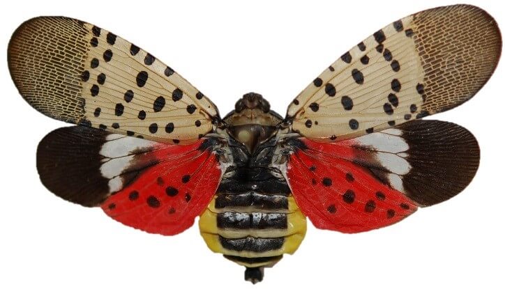 A spotted lanternfly.